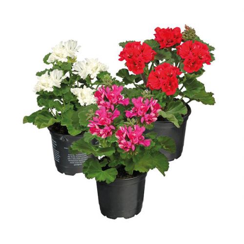 Geranium Mix 3 voor €4,95 - afbeelding 1