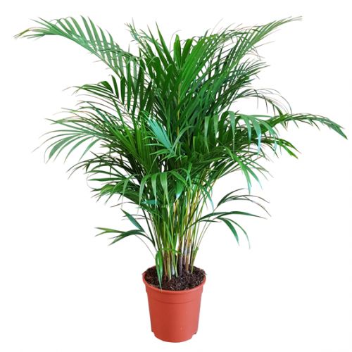 Goudpalm (Dypsis lutescens) ⌀24cm