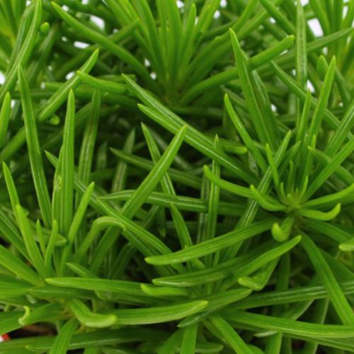 Groene kamerplantjes mix - afbeelding 2
