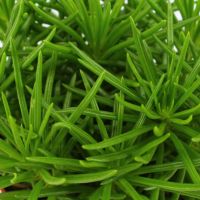 Groene kamerplantjes mix - afbeelding 2