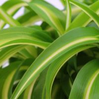 Groene kamerplantjes mix - afbeelding 3