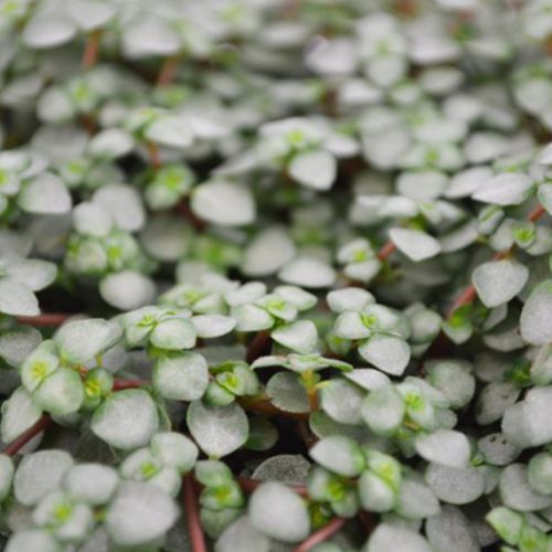 Groene kamerplantjes mix - afbeelding 4