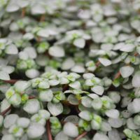 Groene kamerplantjes mix - afbeelding 4