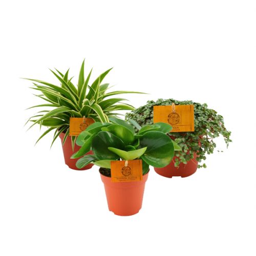Groene kamerplantjes mix - afbeelding 1