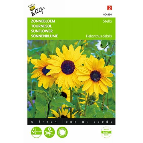 Helianthus debilis geel stella 1g