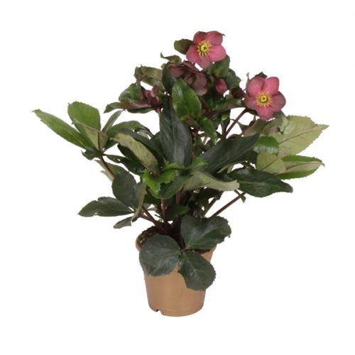 Helleborus Ice 'N Roses Early Red