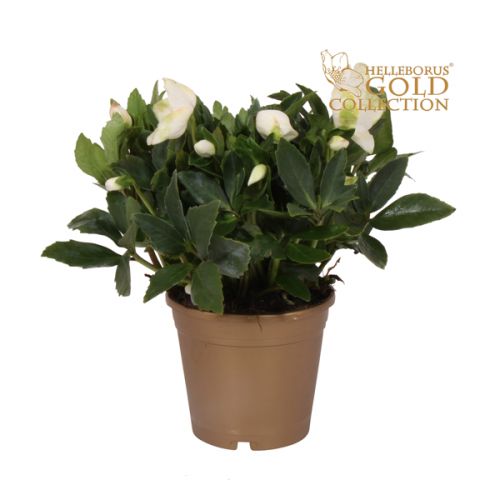 Helleborus Joel