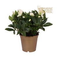 Helleborus Joel