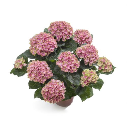 Hortensia ⌀14cm