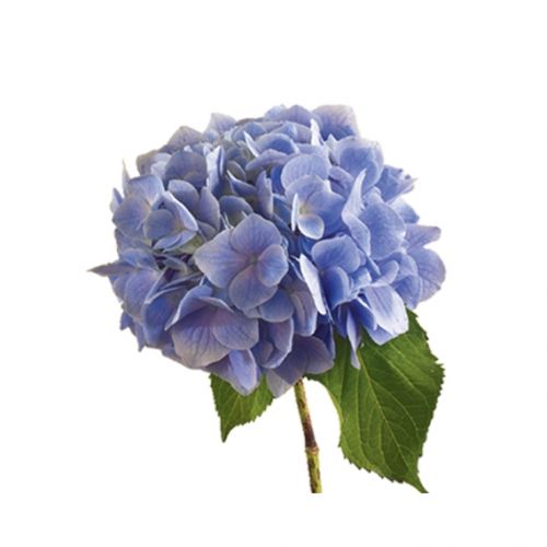 Hortensia bruin/roze