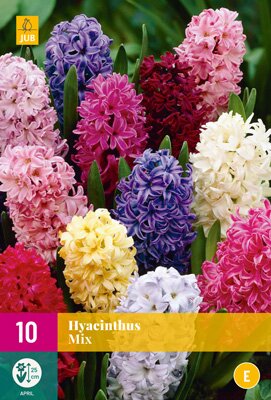 Hyacinthus mix 10st