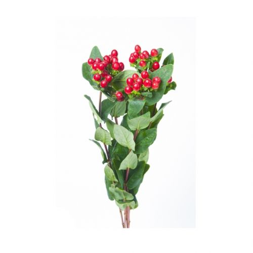 Hypericum - diverse kleuren
