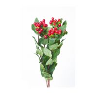 Hypericum - diverse kleuren