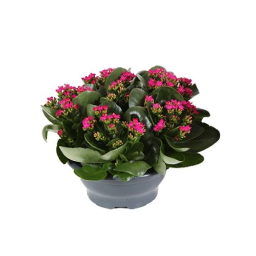 Kalanchoë ⌀23cm - afbeelding 2