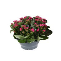Kalanchoë ⌀23cm - afbeelding 2