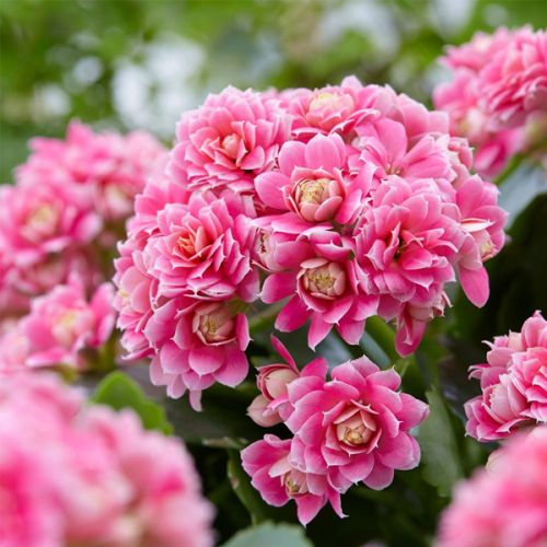 Kalanchoë ⌀23cm - afbeelding 3