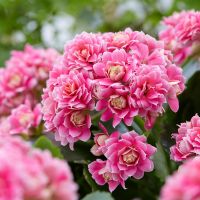 Kalanchoë ⌀23cm - afbeelding 3