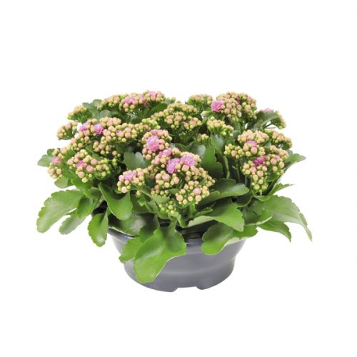 Kalanchoë ⌀23cm - afbeelding 1