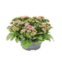 Kalanchoë ⌀23cm - afbeelding 1