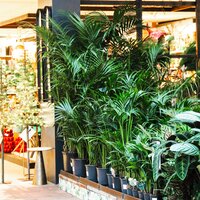 Kamerplanten