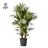 Kentia ⌀24cm - afbeelding 1