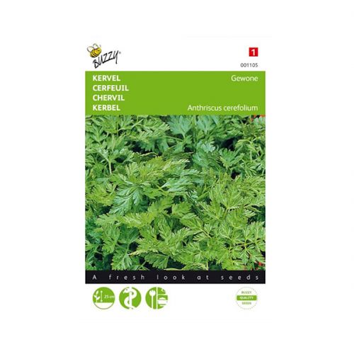 Kervel gewone - afbeelding 1