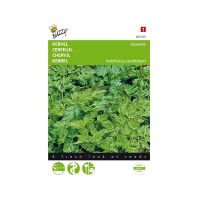 Kervel gewone - afbeelding 1