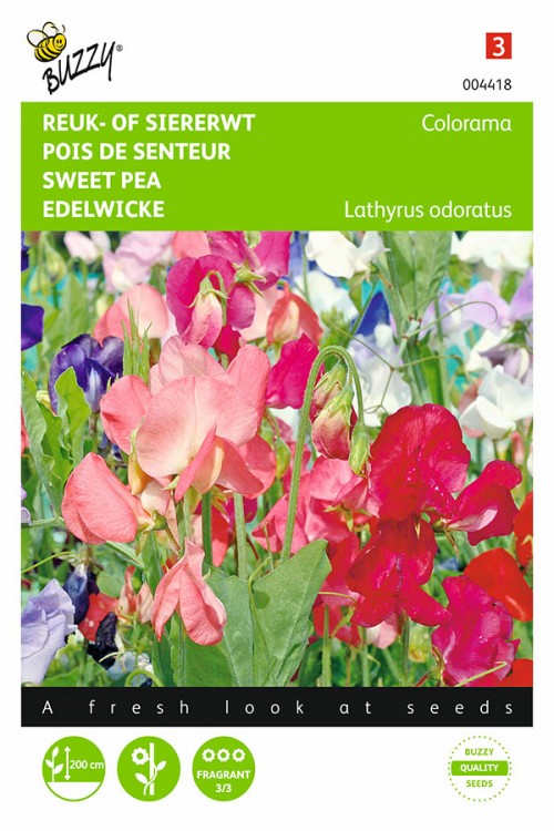 Lathyrus multif. colorama 5g - afbeelding 1