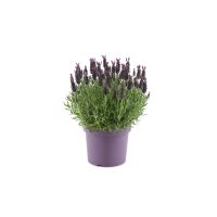 Lavandula Stoechas potmaat 13cm