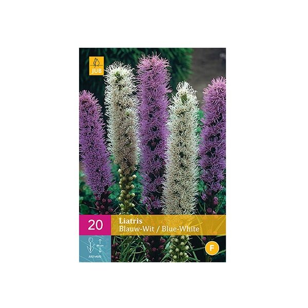 Liatris blauw/wit
