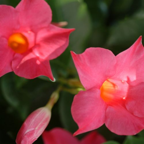 Mandevilla - afbeelding 2