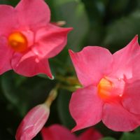 Mandevilla - afbeelding 2