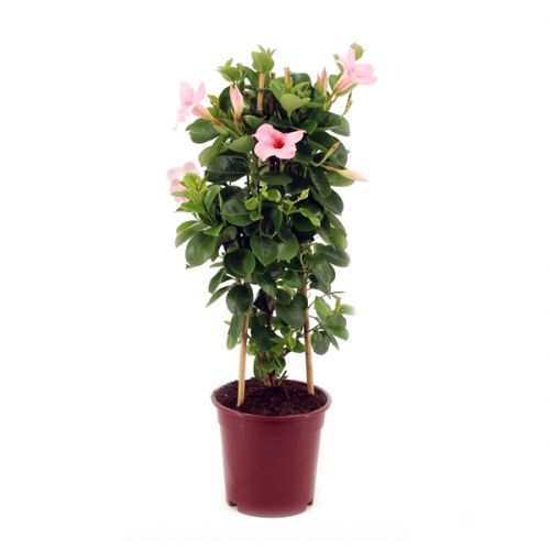 Mandevilla - afbeelding 1