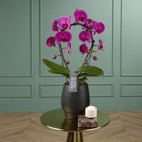 Mirror Miracle Mulan