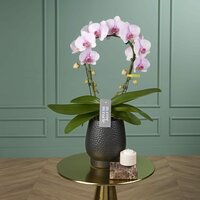 Mirror Miracle Tiana