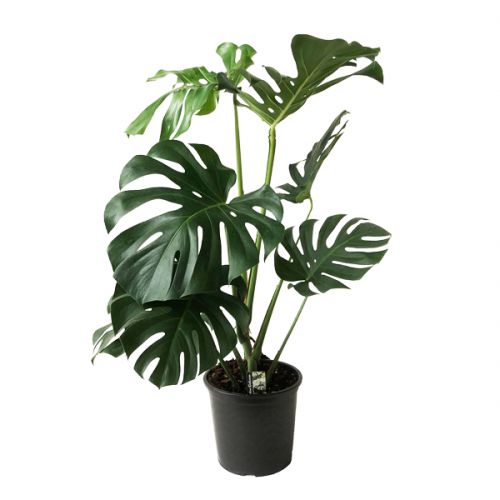 Monstera Deliciosa ⌀21cm