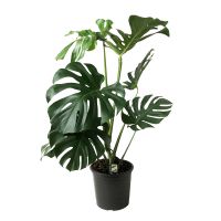 Monstera Deliciosa ⌀21cm