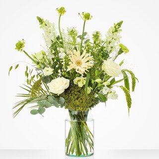 Mooi Wit - Middel (M)