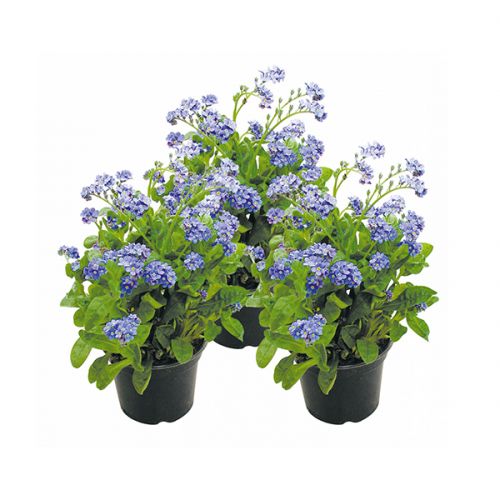 Myosotis (3 plantjes)