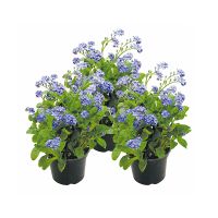 Myosotis (3 plantjes)
