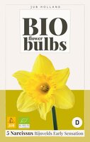 Narcissus rijn. early sens. - bio