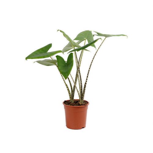 Alocasia zebrina ⌀24cm