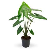 Alocasia zebrina ⌀27cm