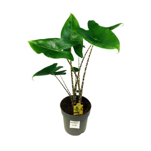 Alocasia zebrina ⌀17cm