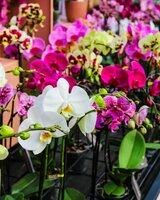 Opti-flor Orchideeën