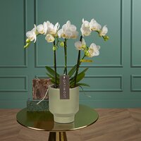 Optimost Amabilis Starrion