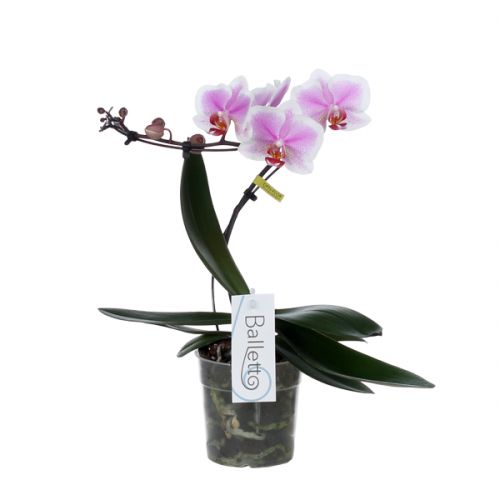 Orchidee Balletto Spinturn roze