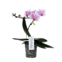 Orchidee Balletto Spinturn roze