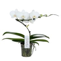 Orchidee Balletto Wing wit