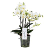 Orchidee Boquetto Beauty (witte orchidee)